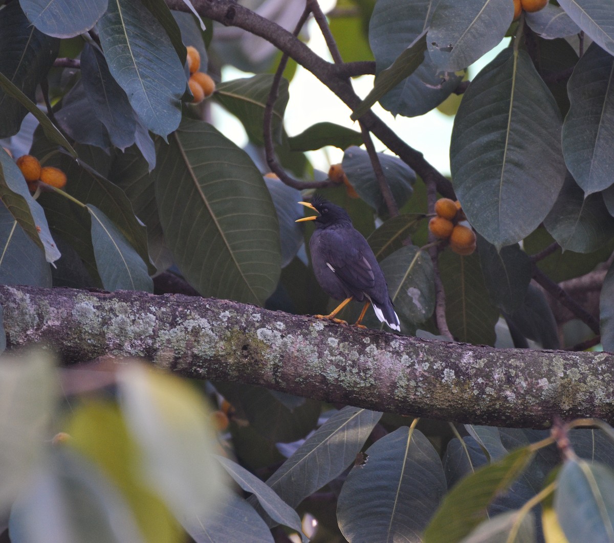 Great Myna - ML627123080