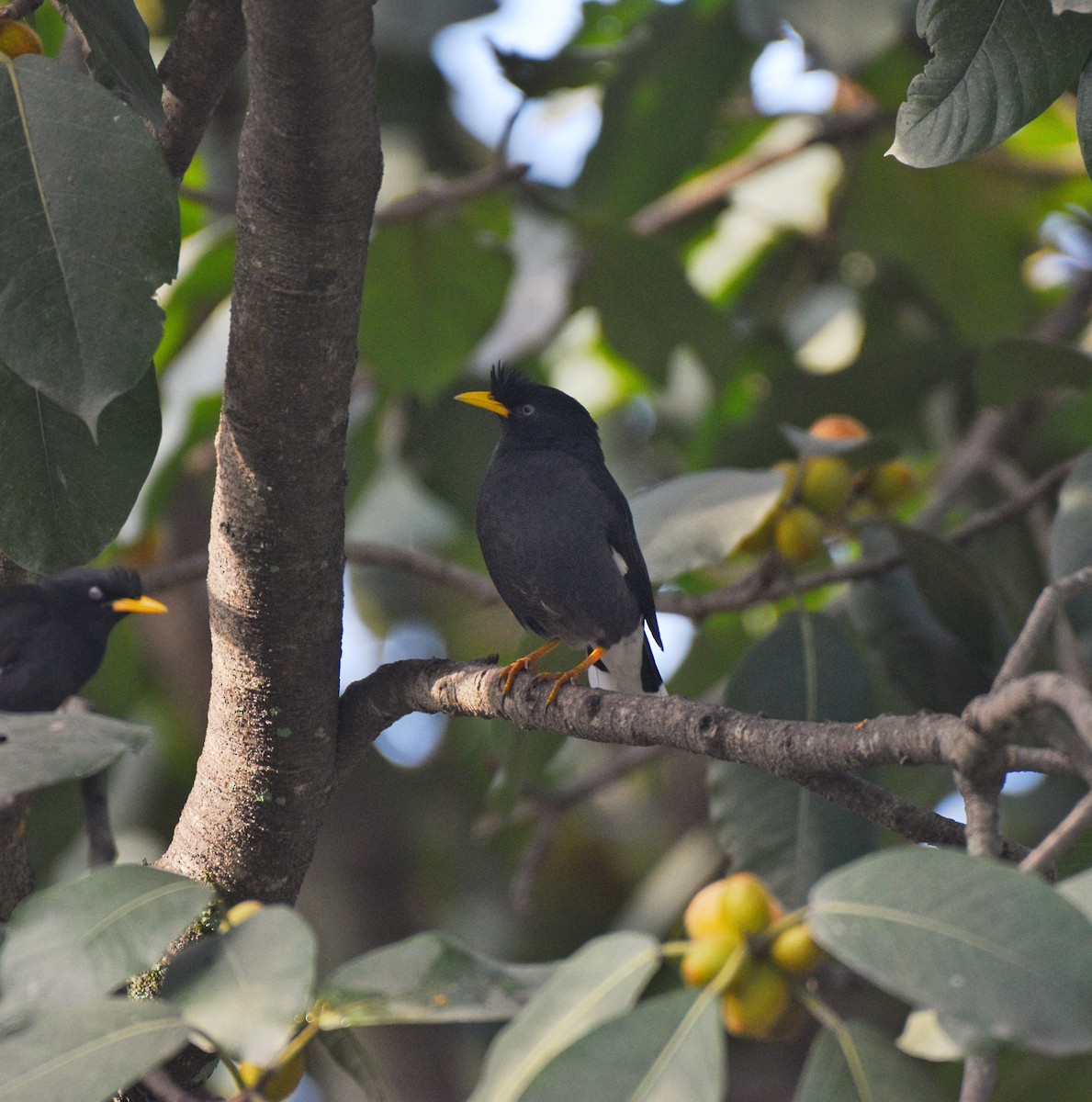 Great Myna - ML627123081