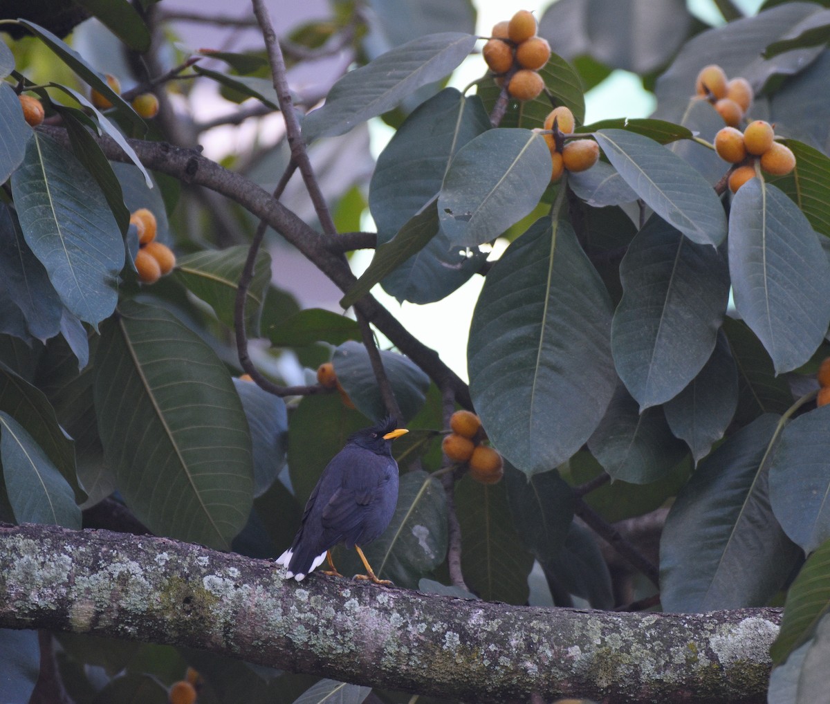 Great Myna - ML627123082