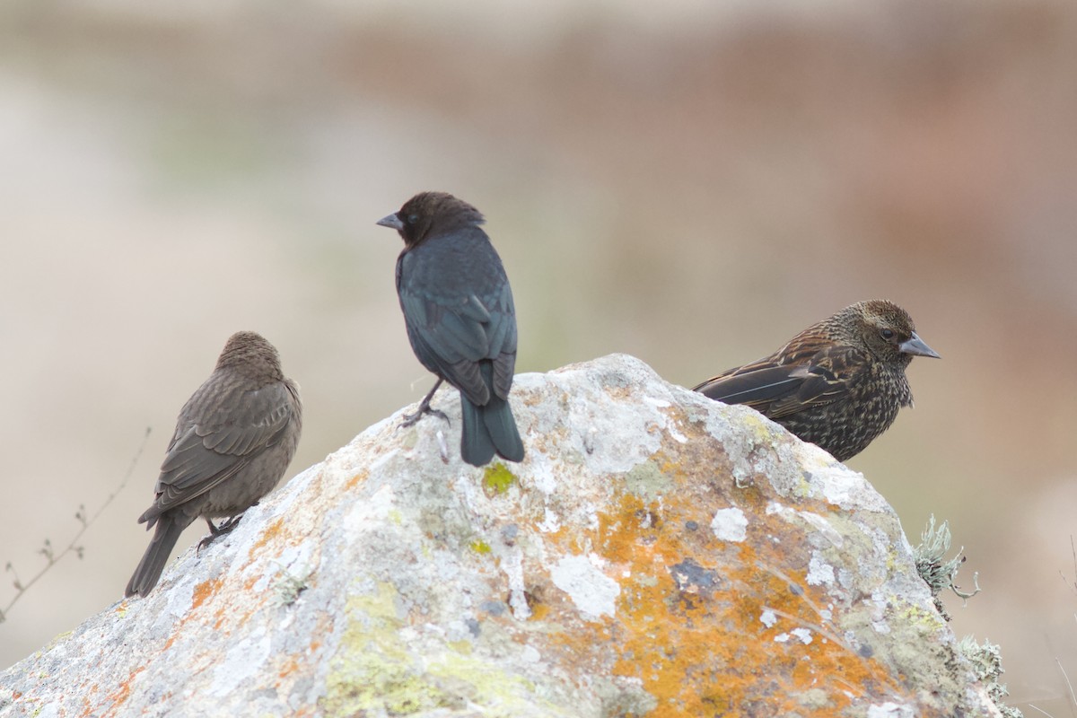 Brown-headed Cowbird - ML627123354