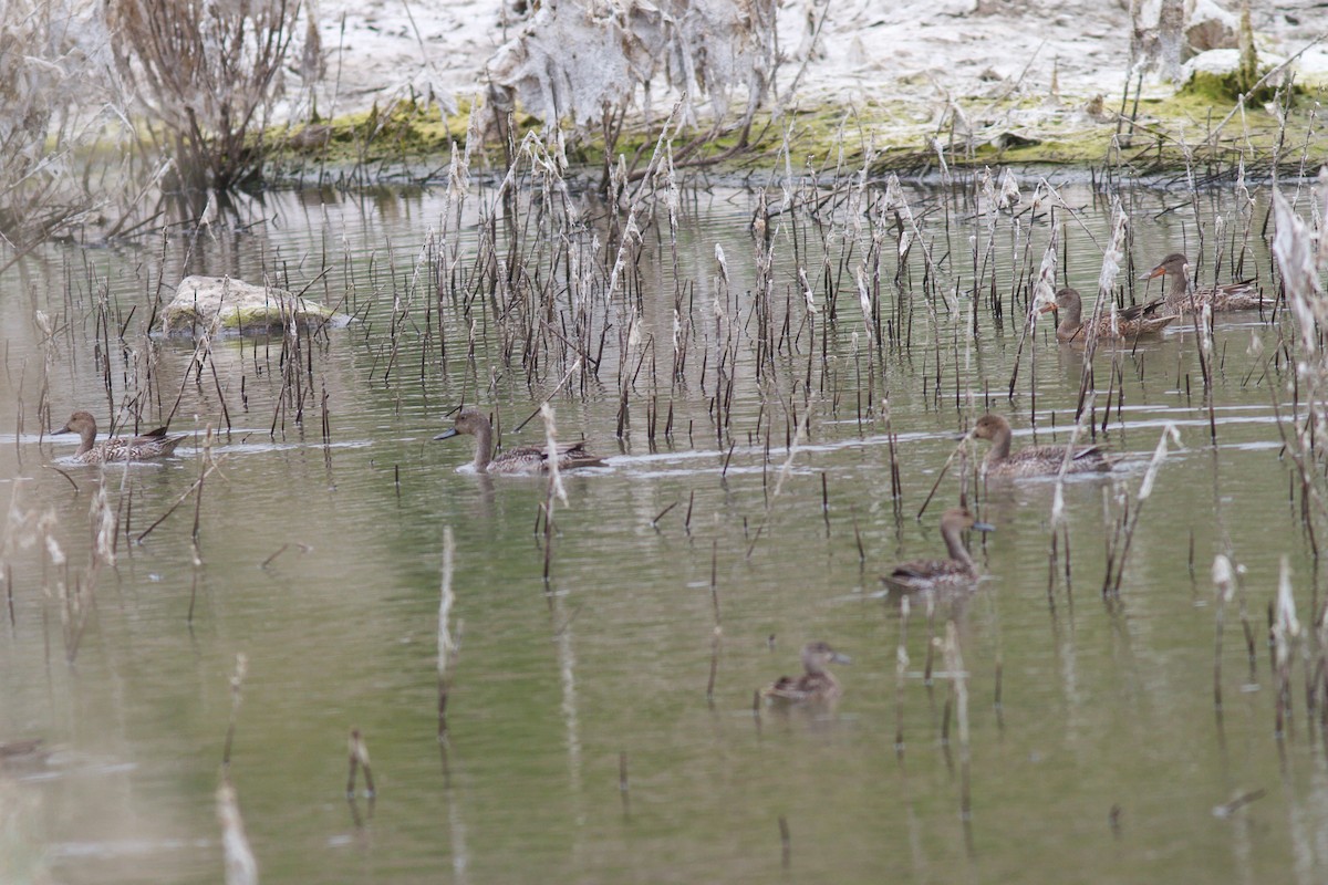 Northern Pintail - ML627123358