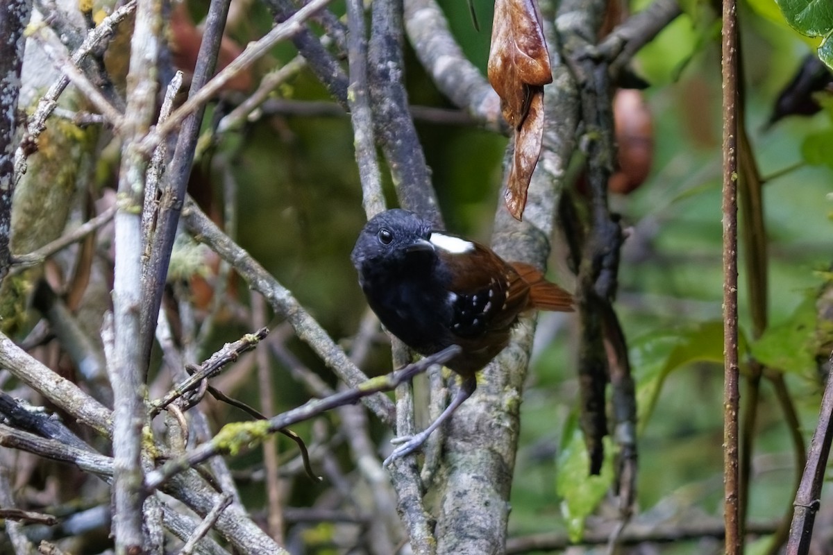 Zimmer's Antbird - ML627123411