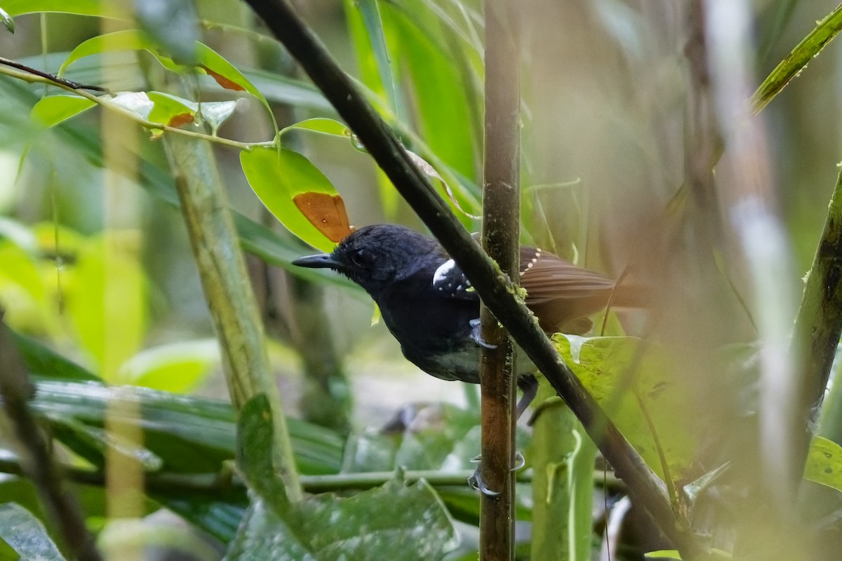 Zimmer's Antbird - ML627123412