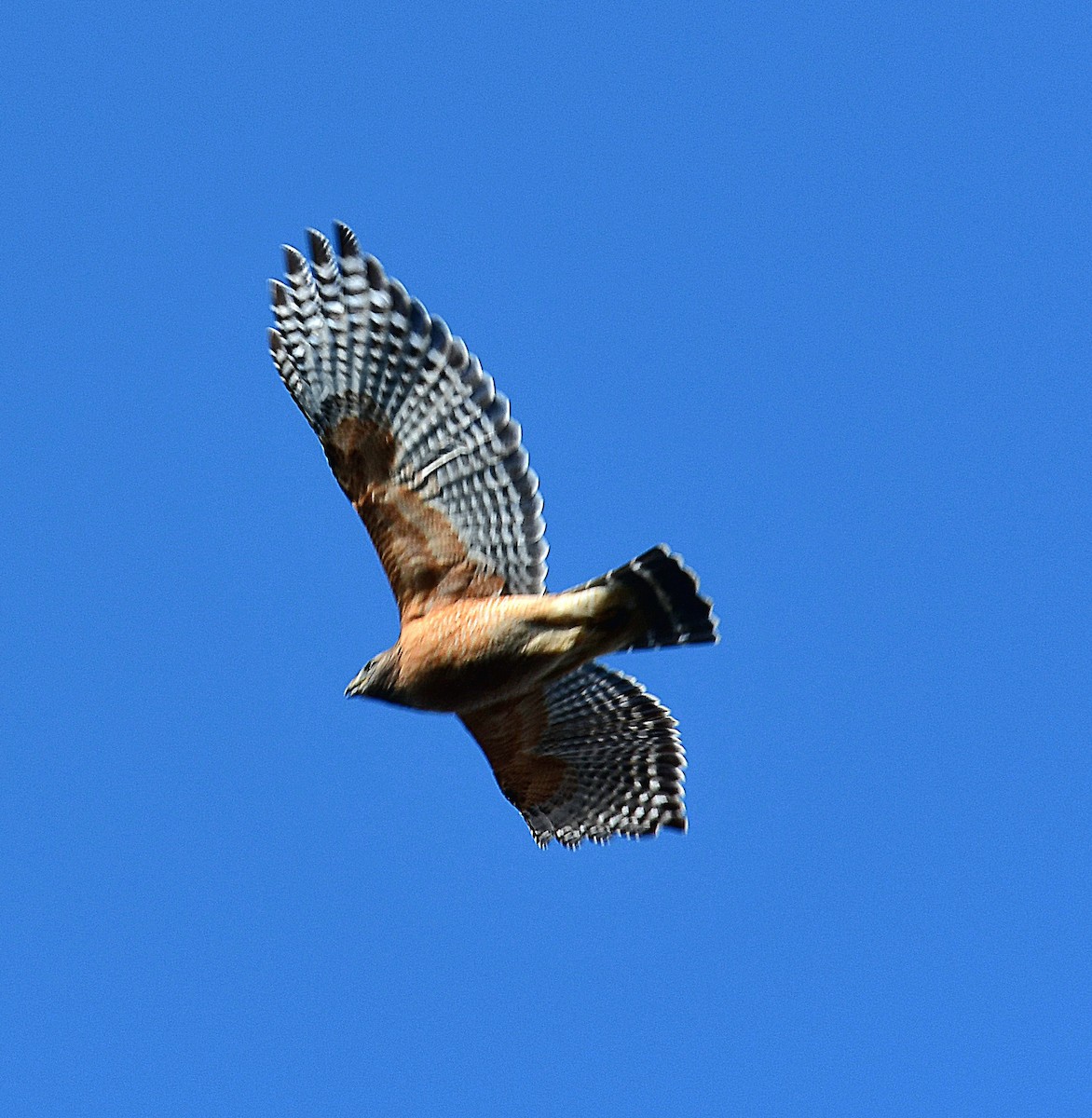 Red-shouldered Hawk - ML627123472