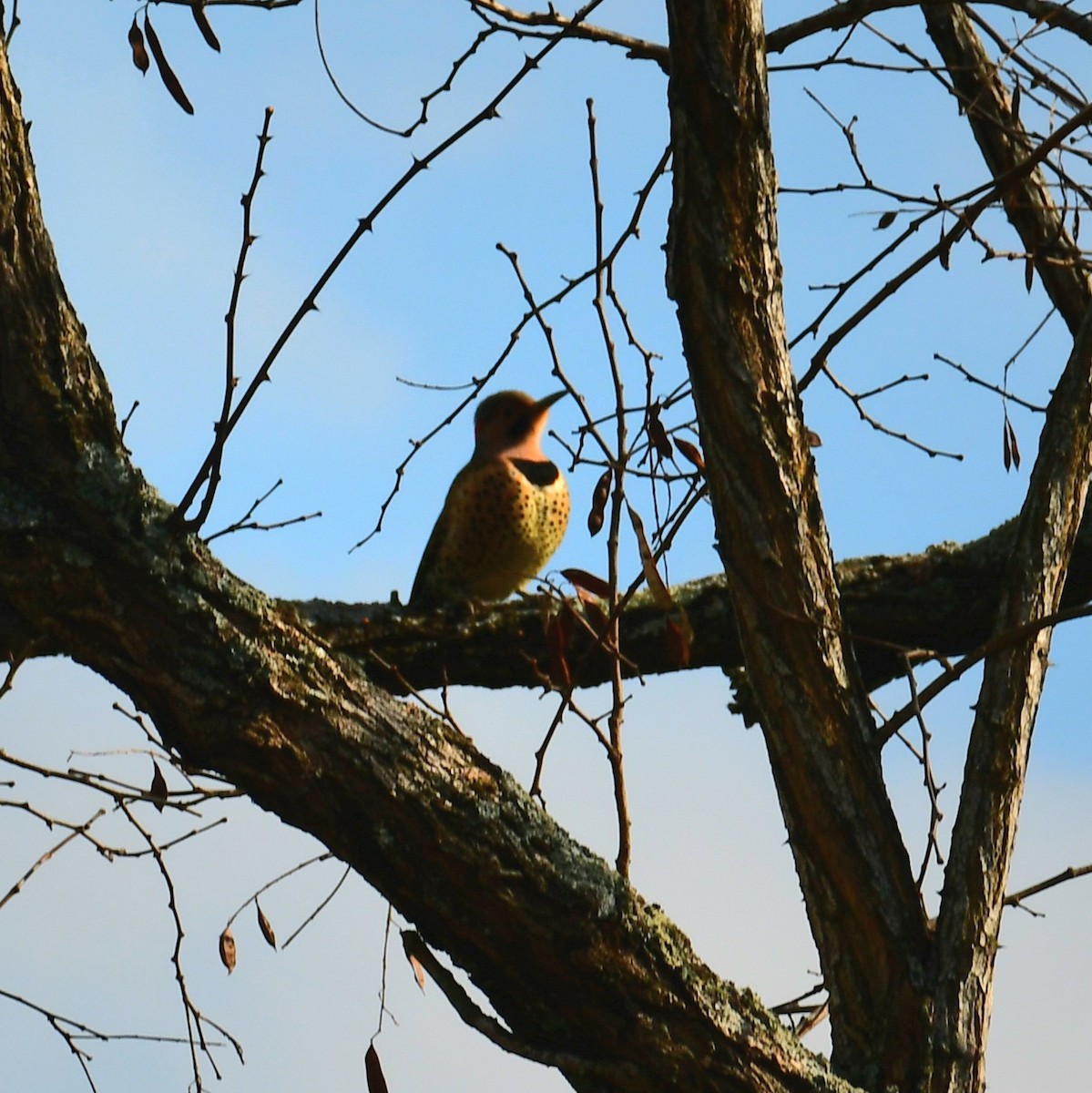 Northern Flicker - ML627123477