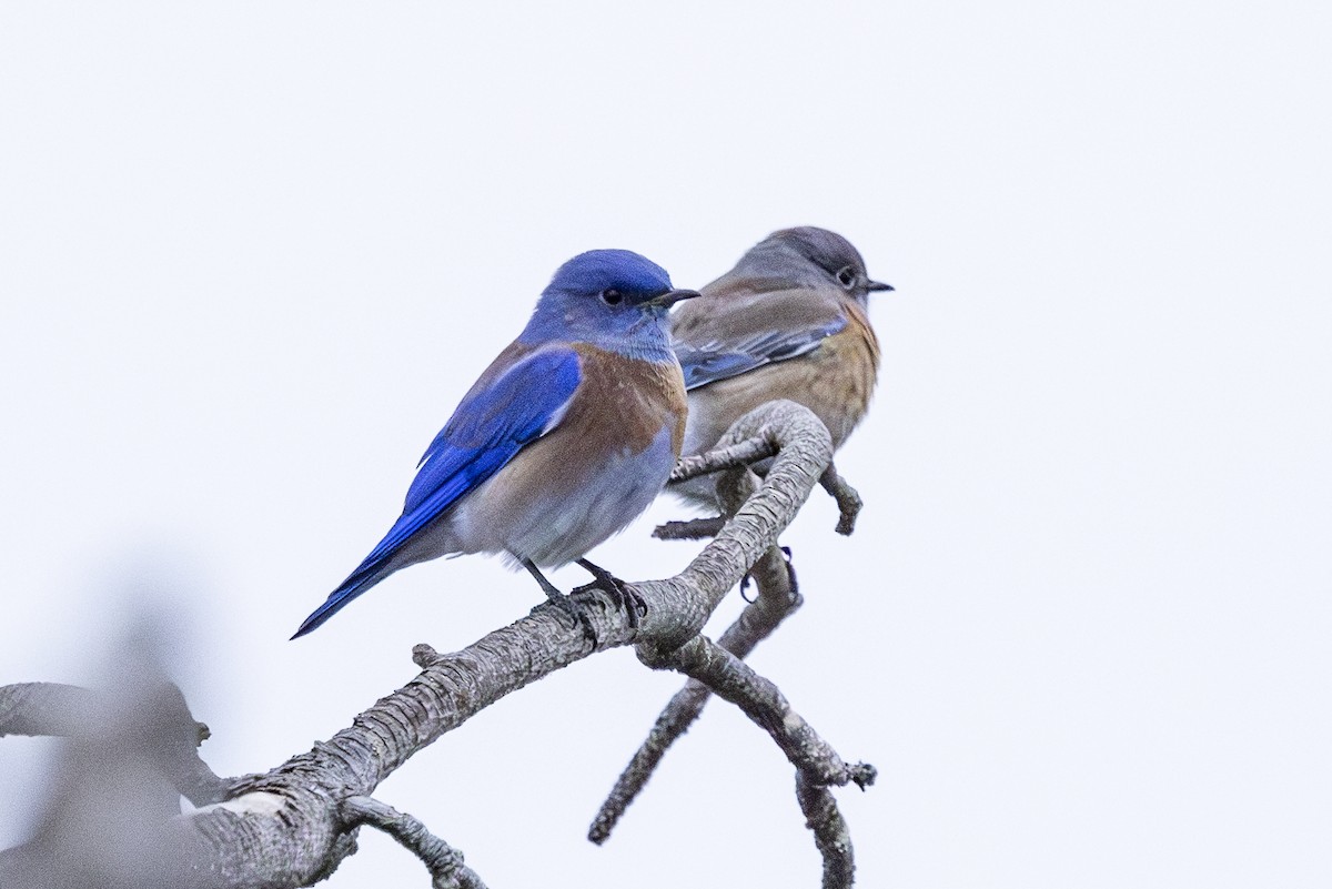Western Bluebird - ML627123502