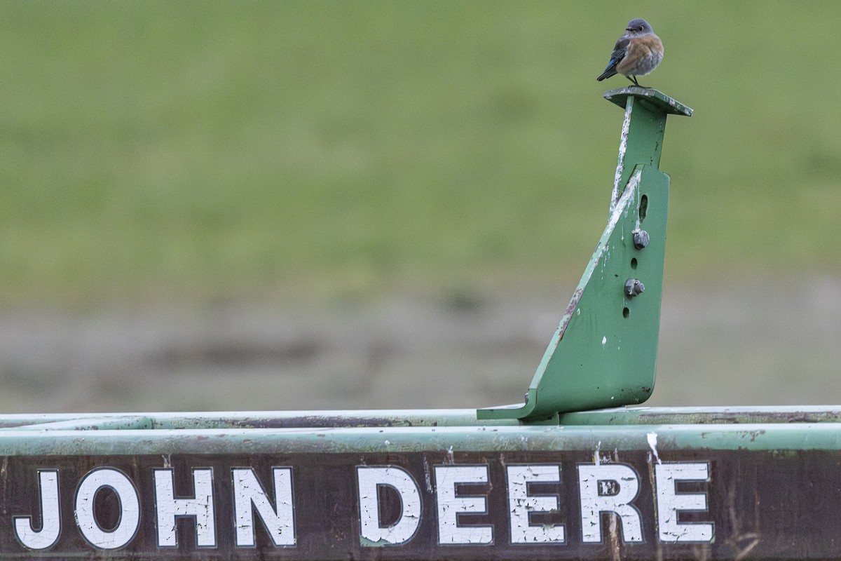 Western Bluebird - ML627123504
