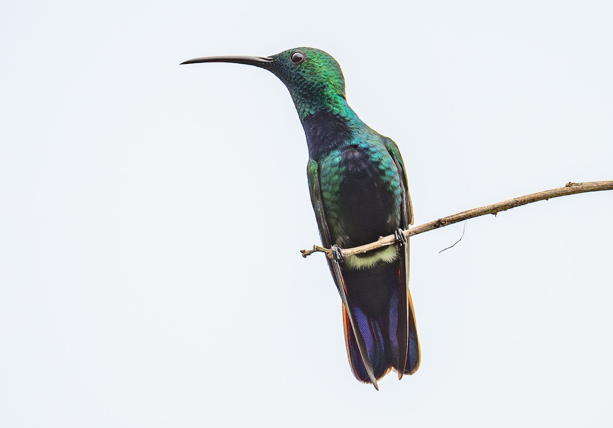 Green-throated Mango - ML627123701