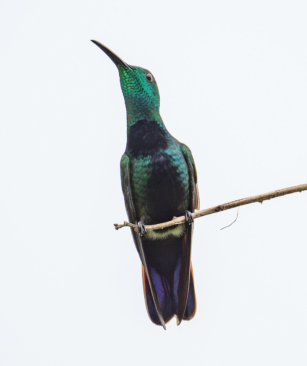 Green-throated Mango - ML627123704