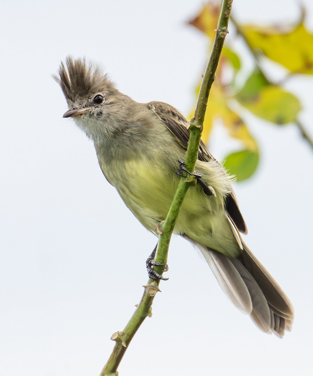 Yellow-bellied Elaenia - ML627123715