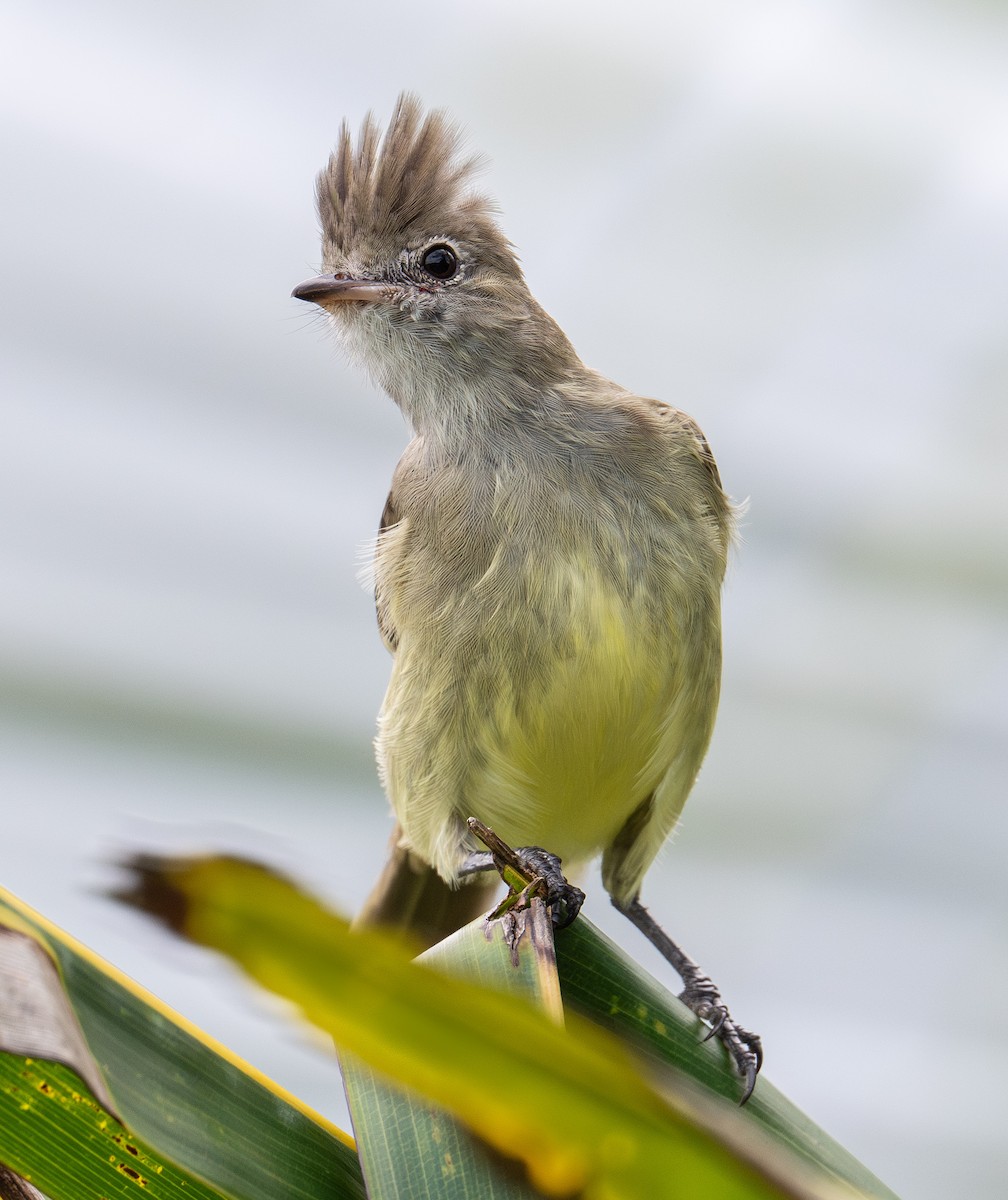 Yellow-bellied Elaenia - ML627123720