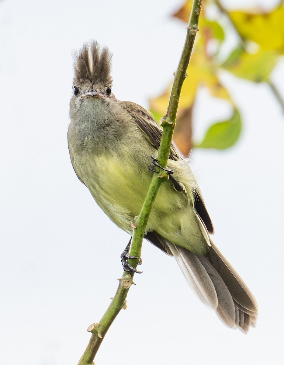 Yellow-bellied Elaenia - ML627123725