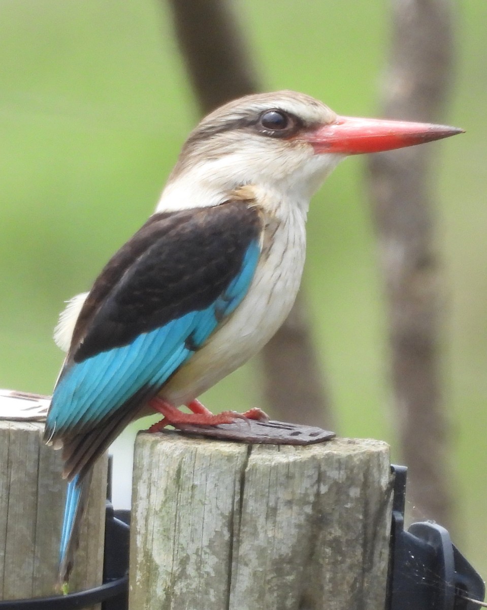 Brown-hooded Kingfisher - ML627123822