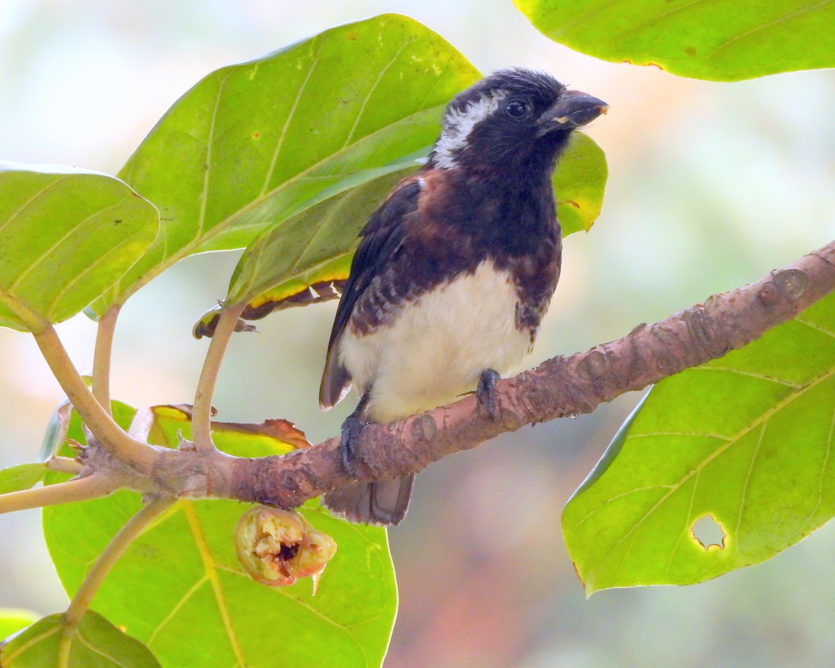 White-eared Barbet - ML627123830