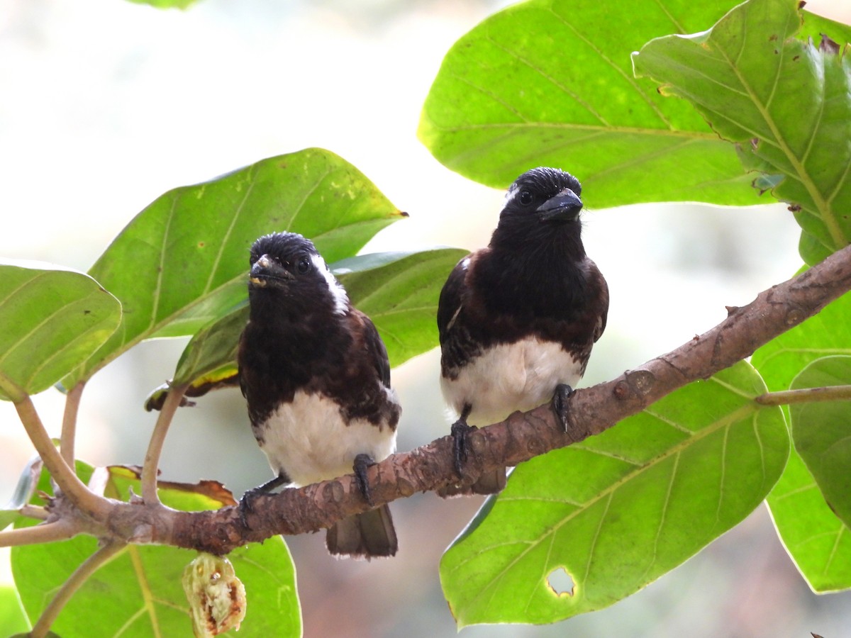 White-eared Barbet - ML627123831