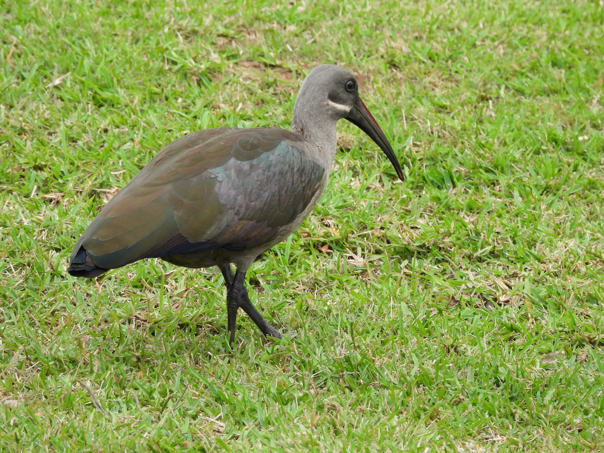 Hadada Ibis - ML627123873