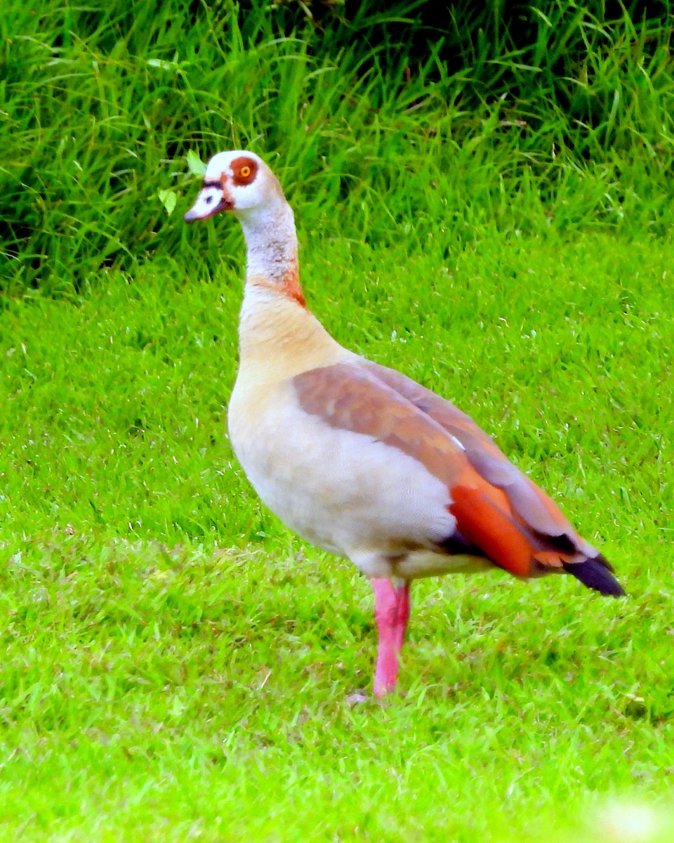 Egyptian Goose - ML627123880