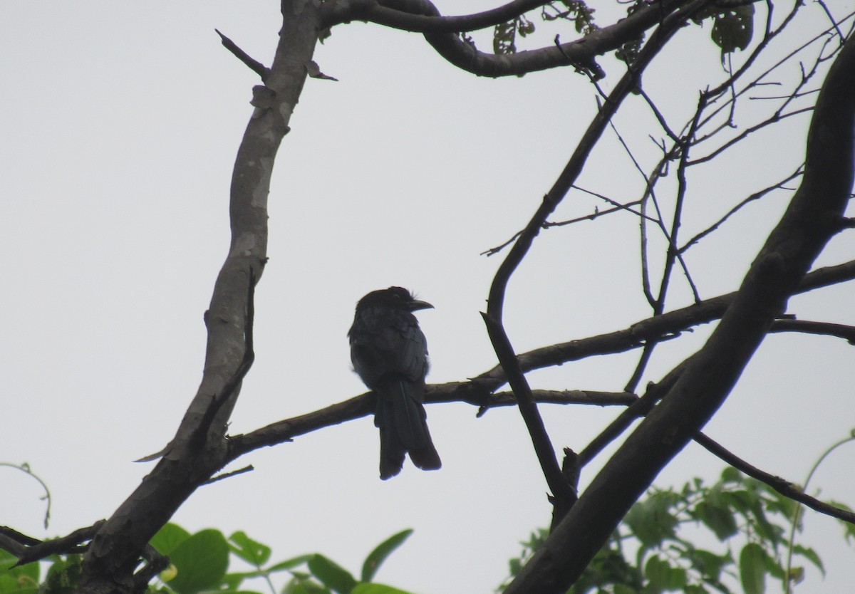 Greater Racket-tailed Drongo - ML627123910