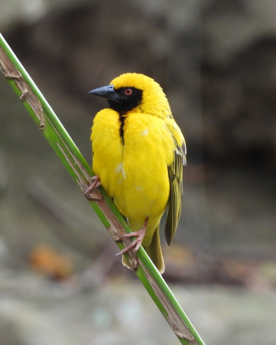 Village Weaver - ML627123920