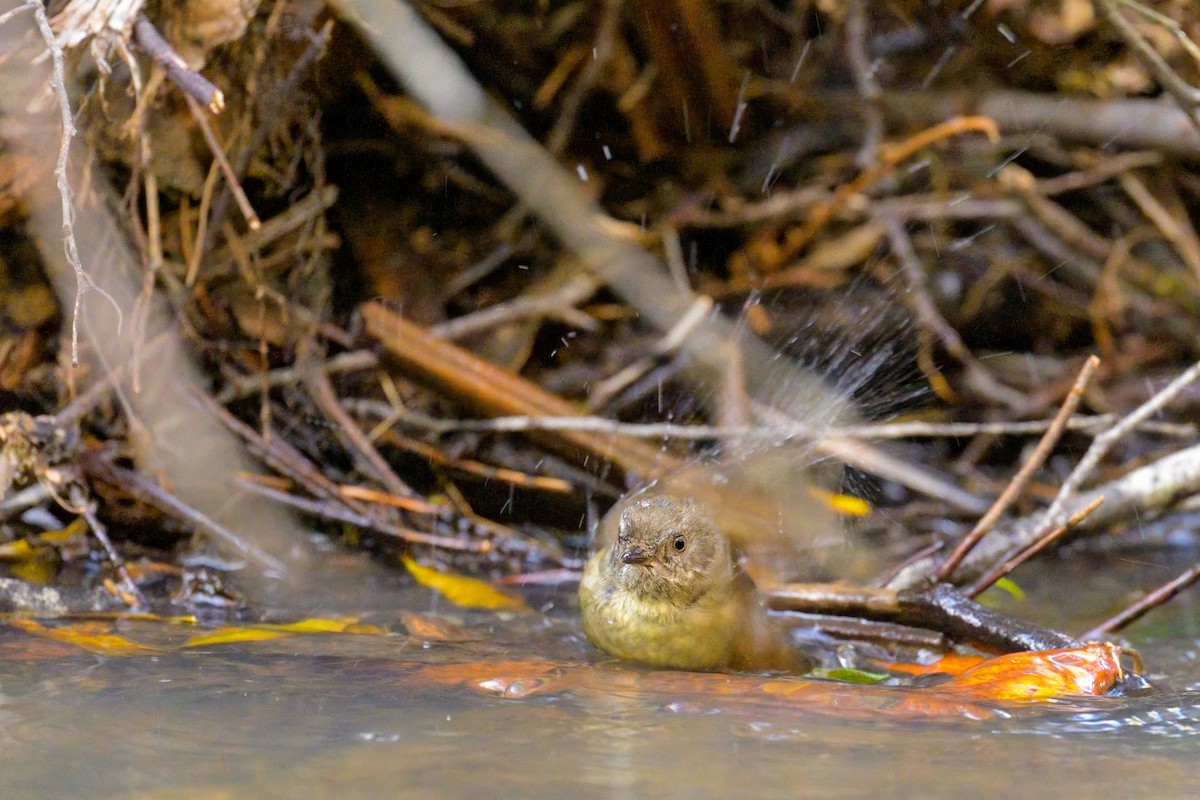 Tasmanian Scrubwren - ML627124055