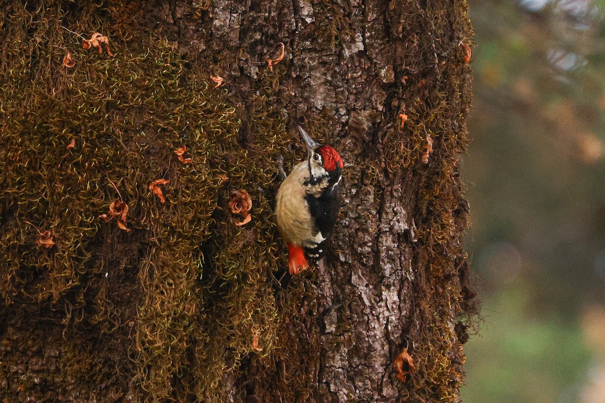 Himalayan Woodpecker - ML627124687