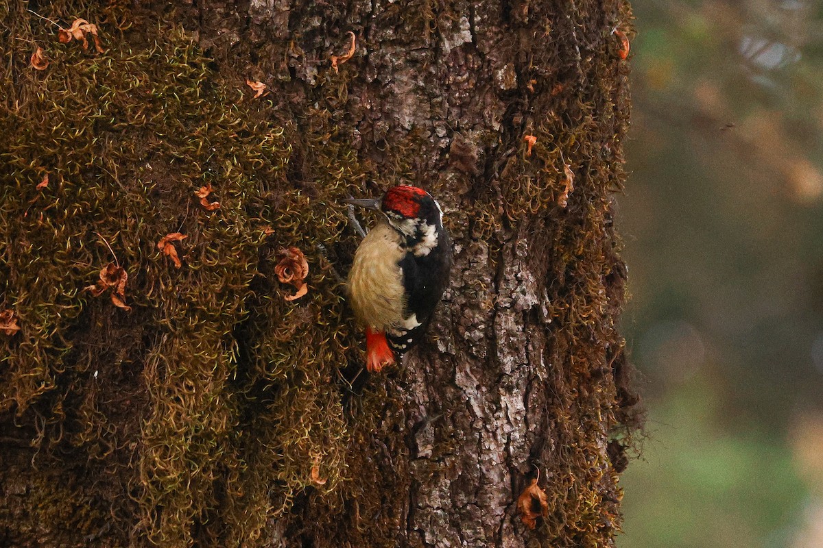 Himalayan Woodpecker - ML627124688