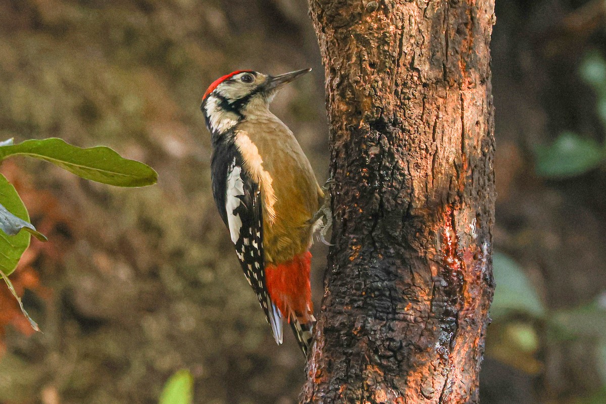 Himalayan Woodpecker - ML627124689