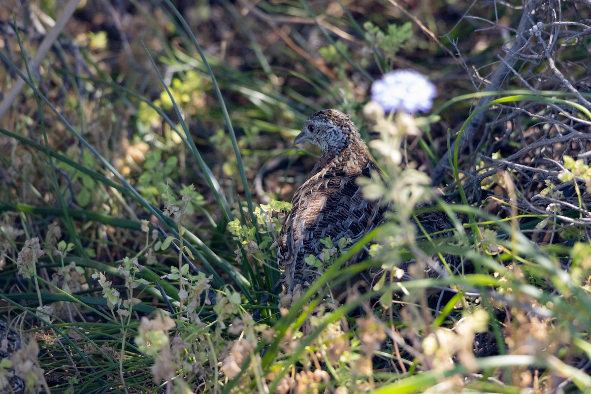 Painted Buttonquail - ML627124829