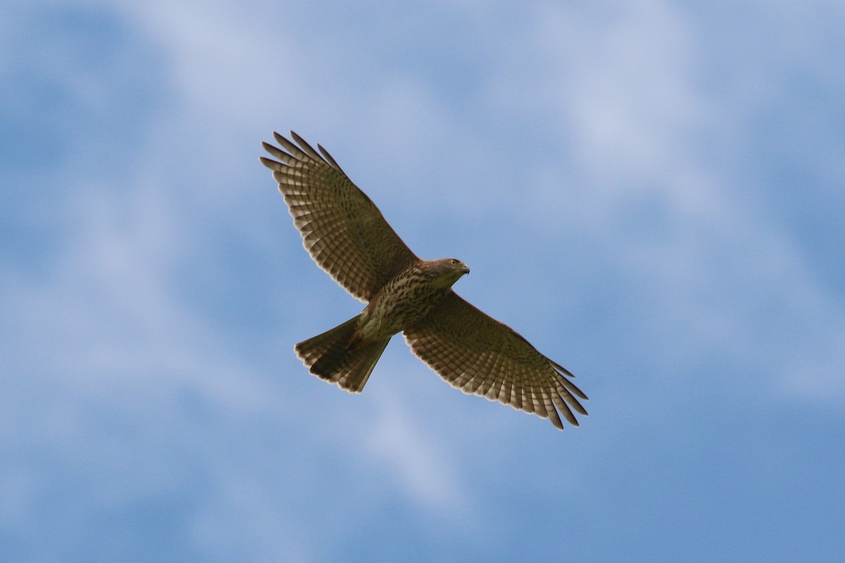 Fiji Goshawk - ML627125039