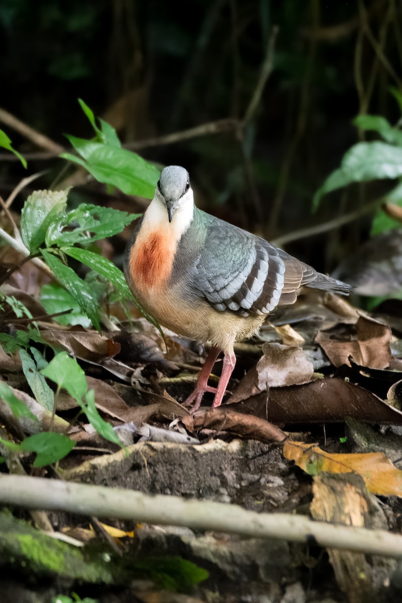 Luzon Bleeding-heart - ML627125098