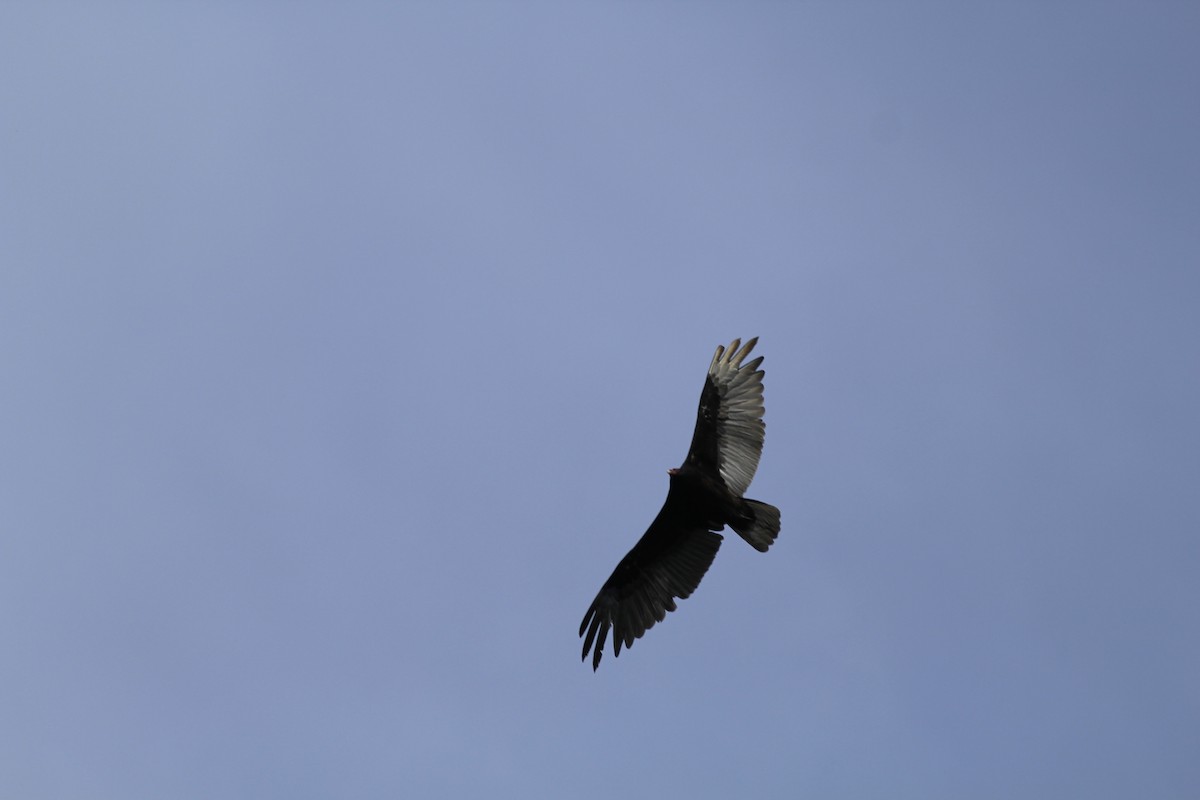 Turkey Vulture - ML627125471