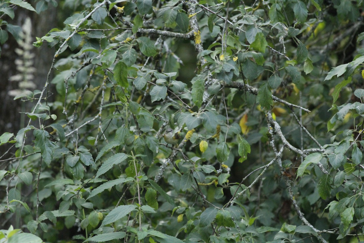 American Redstart - ML627125485