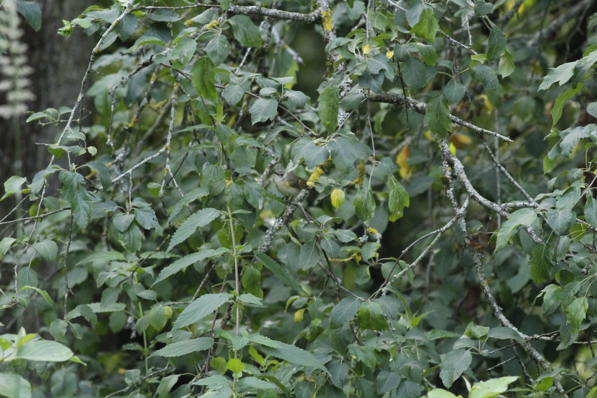 rødstjertparula - ML627125486
