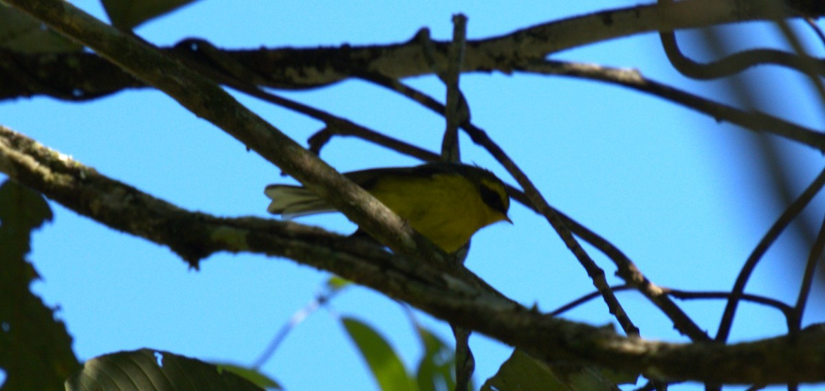 Yellow-bellied Fairy-Fantail - ML627125611