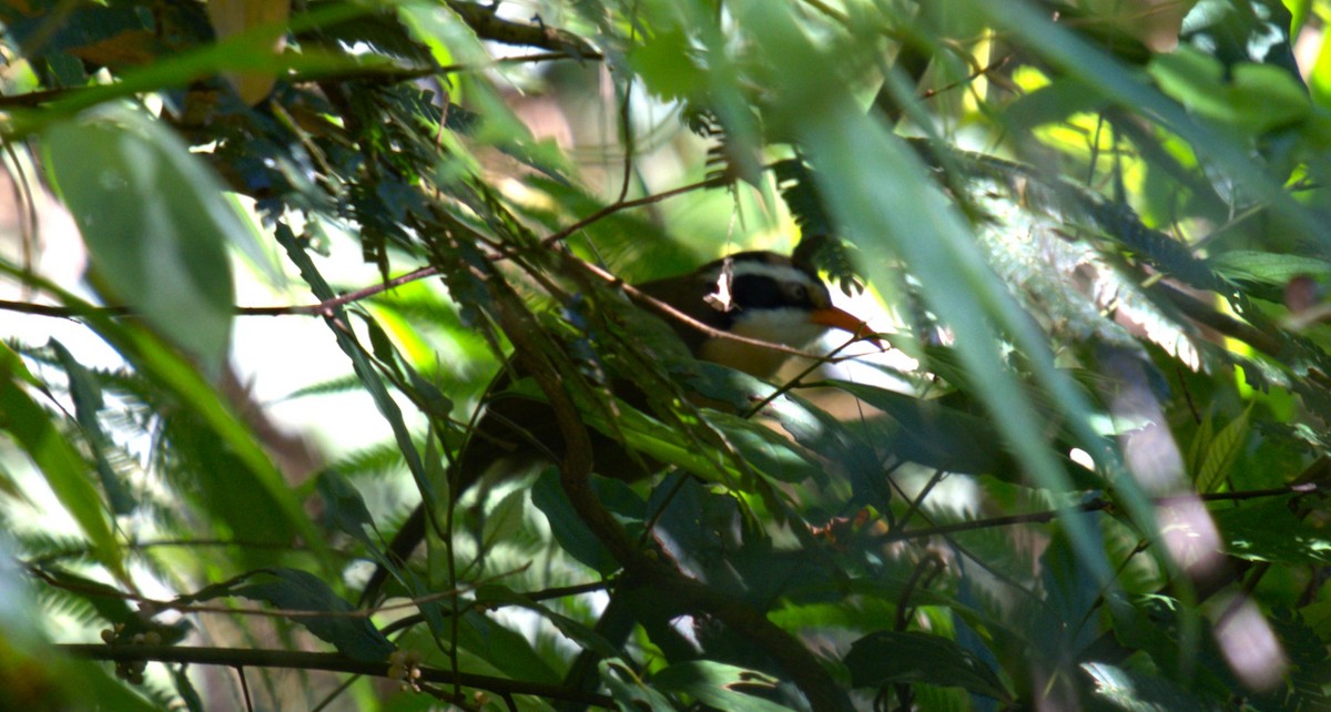 Brown-crowned Scimitar-Babbler - ML627125631