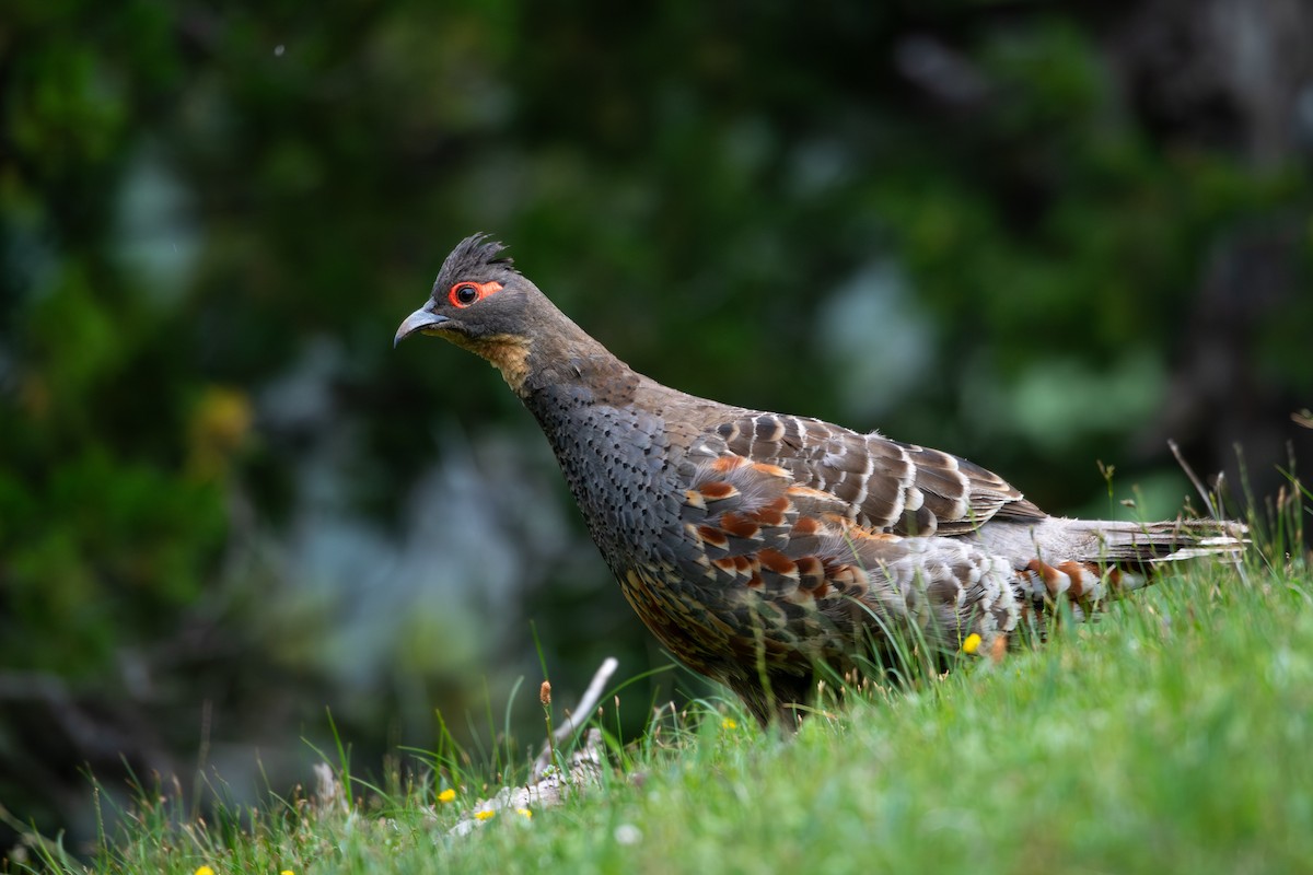 Buff-throated Monal-Partridge - ML627126082