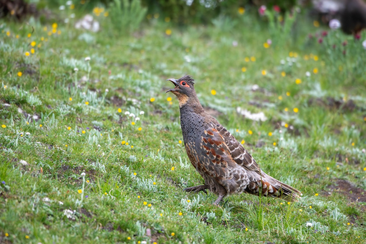 Buff-throated Monal-Partridge - ML627126083