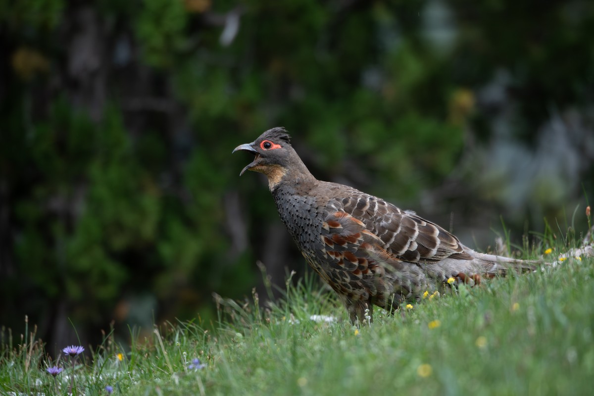 Buff-throated Monal-Partridge - ML627126084