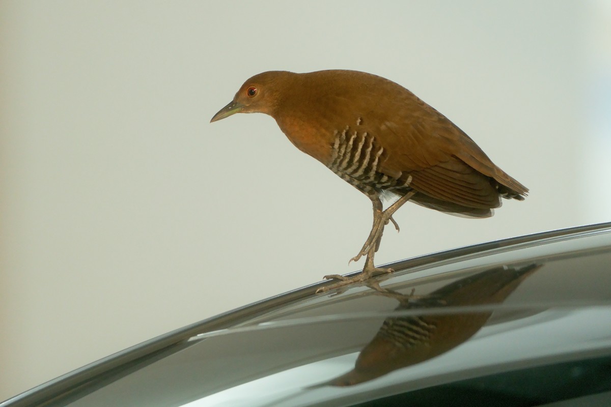 chřástal pruhobřichý - ML627126101