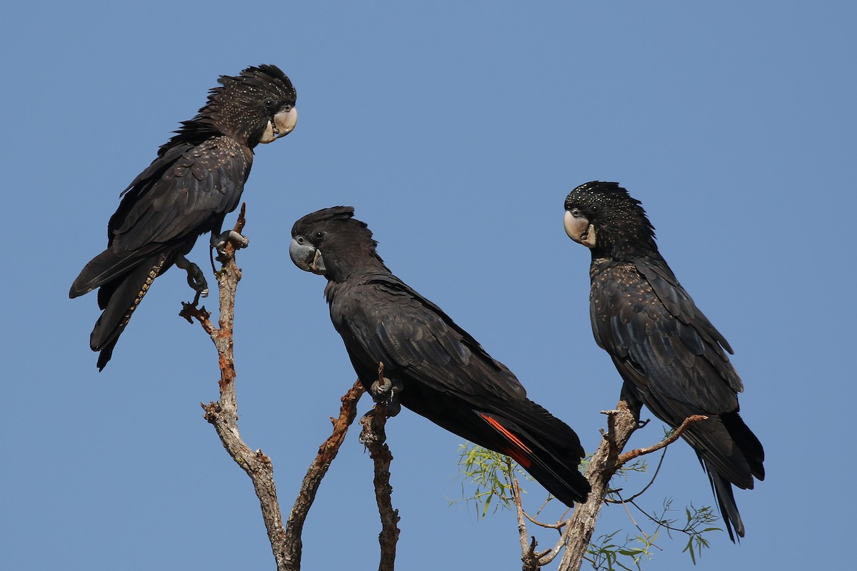 Red-tailed Black-Cockatoo - ML627126106