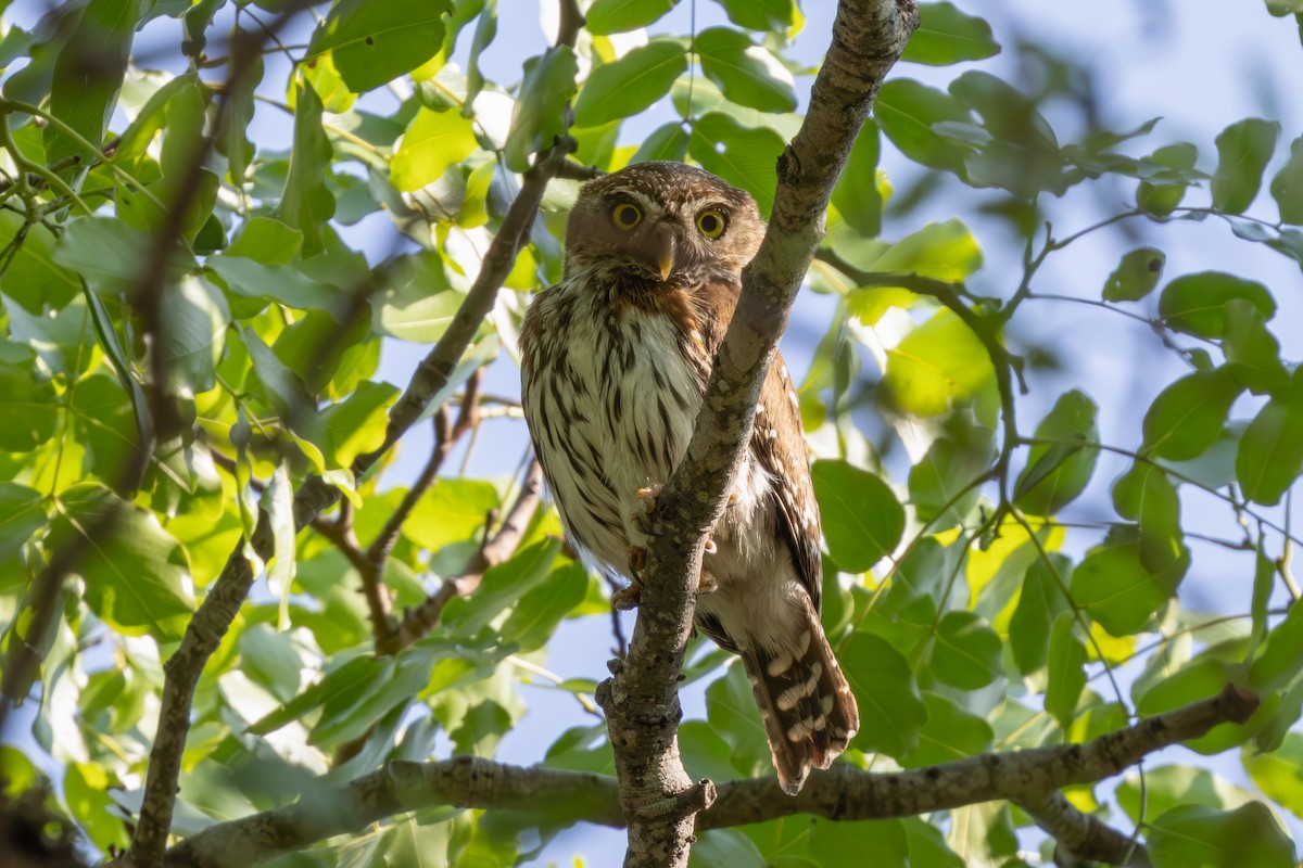 Pearl-spotted Owlet - ML627126266