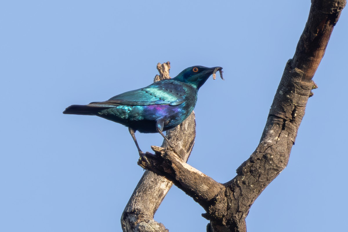 Lesser Blue-eared Starling (Miombo) - ML627126426