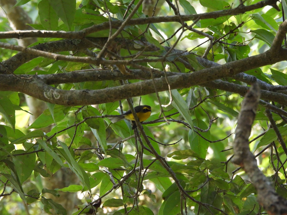 Yellow-bellied Fairy-Fantail - ML627126449