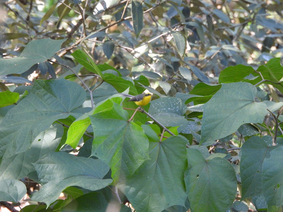 Yellow-bellied Fairy-Fantail - ML627126450