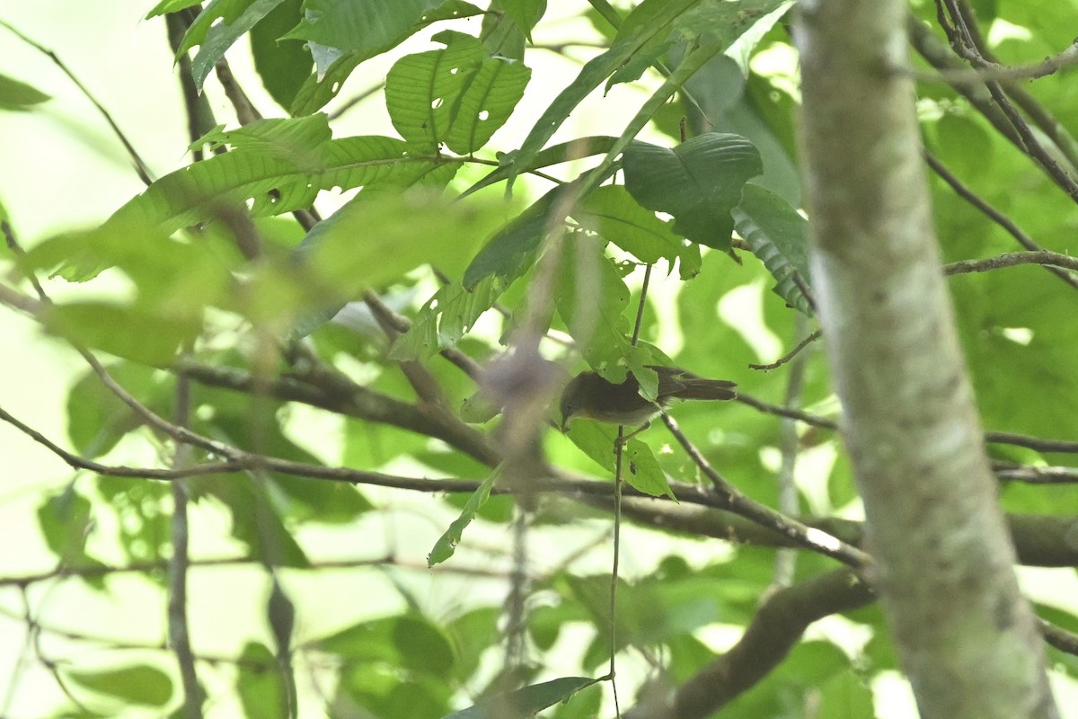 Gray-cheeked Tit-Babbler - ML627126563