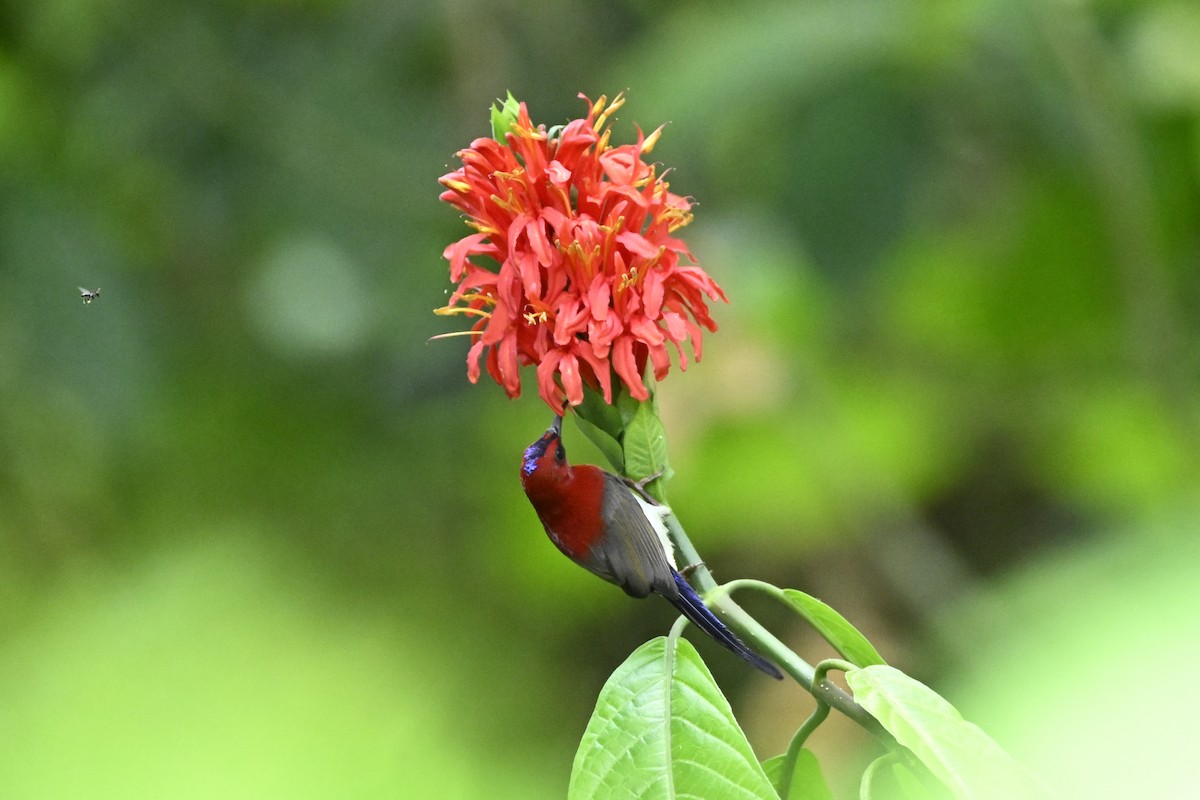 Javan Sunbird - ML627126662