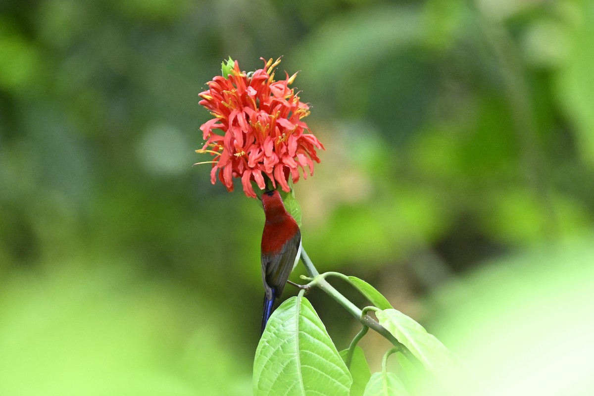 Javan Sunbird - ML627126663