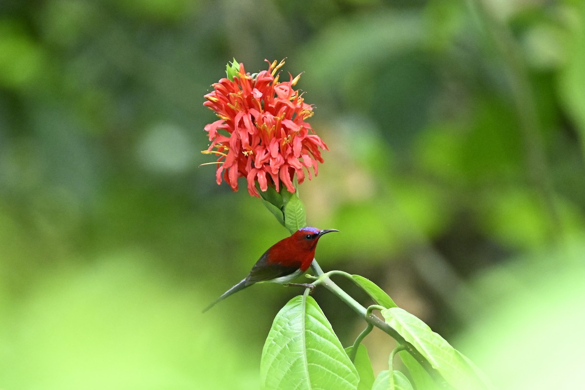 Javan Sunbird - ML627126664