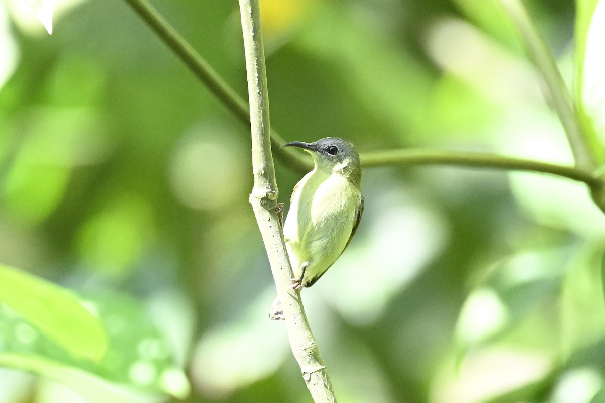 Javan Sunbird - ML627126665