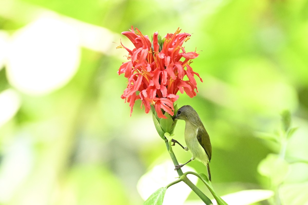 Javan Sunbird - ML627126666